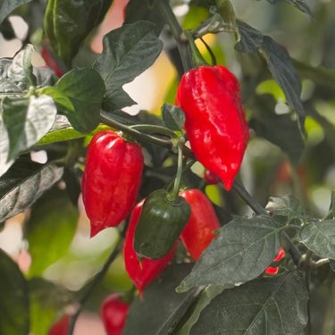 Ghost Pepper Seeds - The Pepper Pantry (Formerly Marie Sharp's)